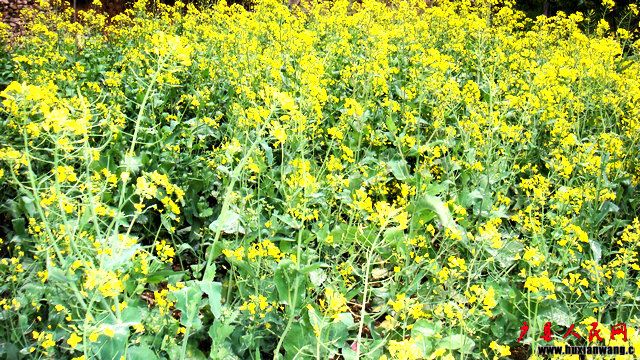 DSC06730.JPG