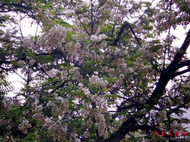 P4220042.JPG
