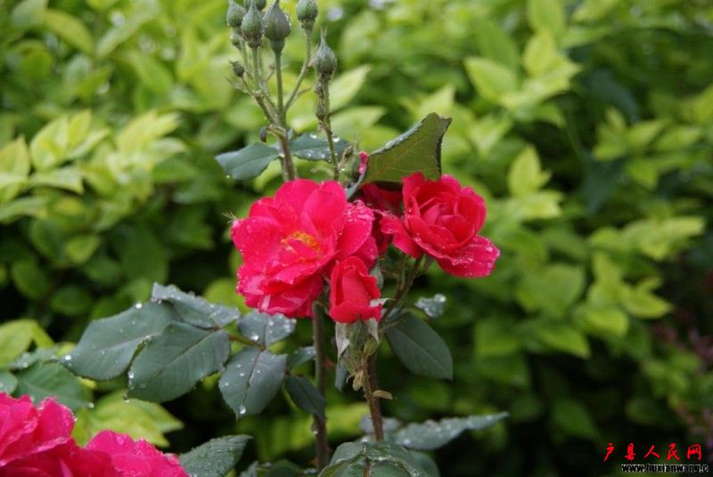 DSC01779_1024x685.jpg