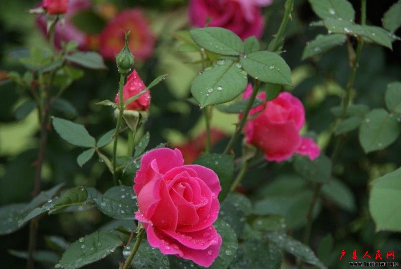 DSC01820_1024x685.jpg