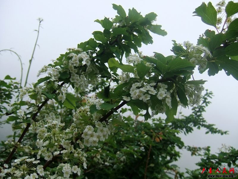 DSCF0792.jpg