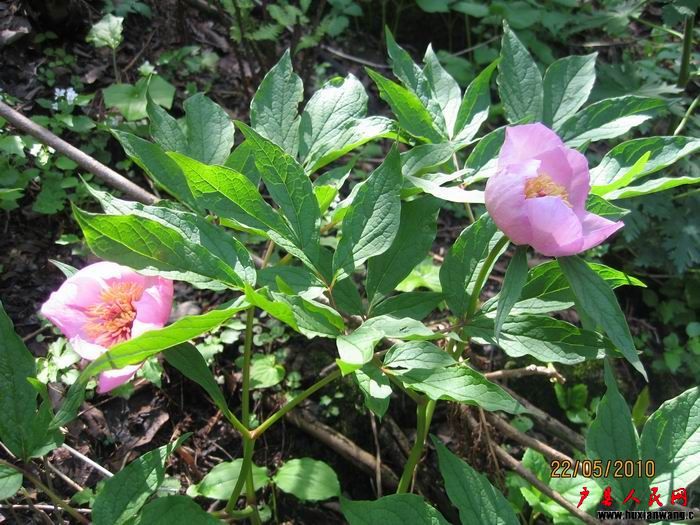 Ƭ 089.jpg