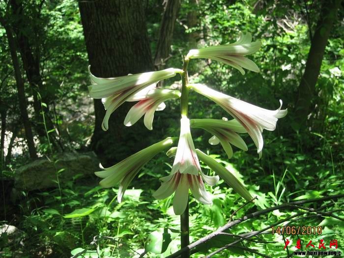 Ƭ 038.jpg