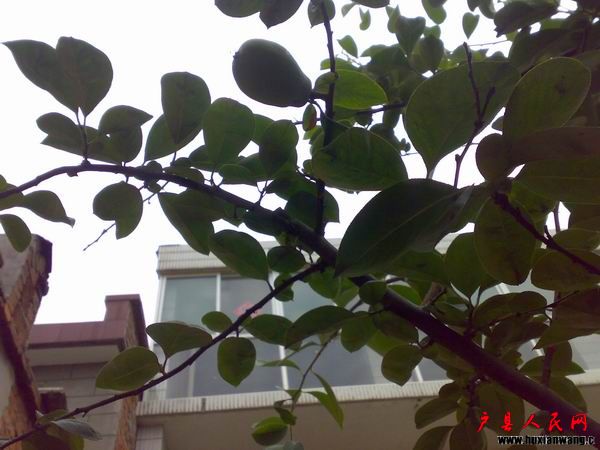 20100703192.jpg