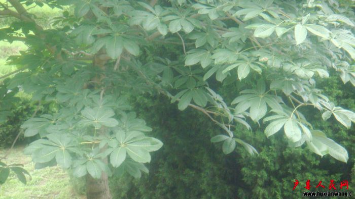DSC08182.JPG
