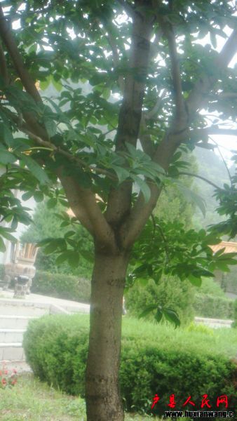 DSC08184.JPG