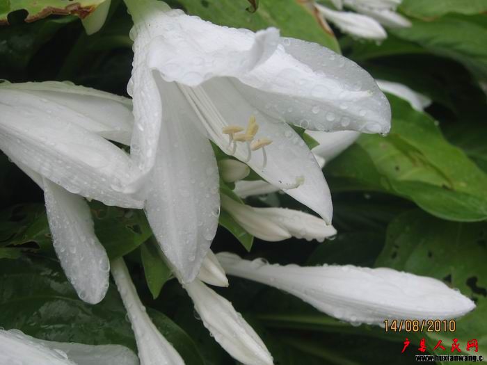 Ƭ 097.jpg